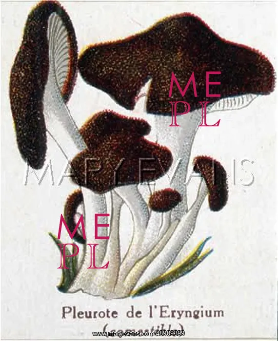  : Funghi. Pleurota species (edible)