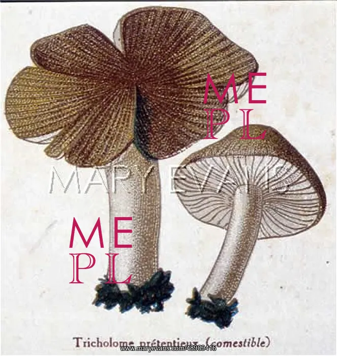 : Funghi. Tricholoma species (edible) : Funghi. Tricholoma species (edible)