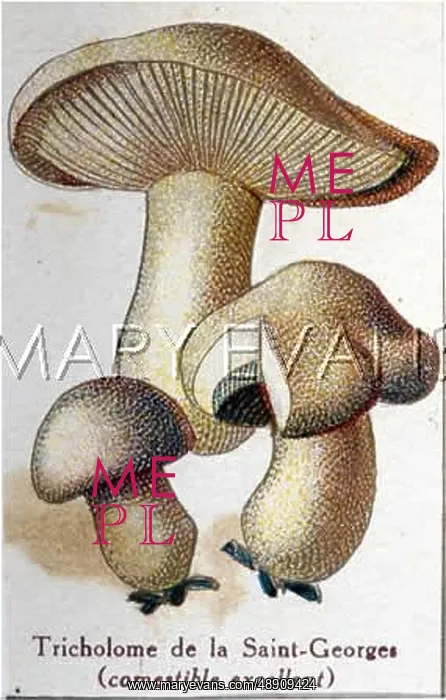  : Funghi. Tricholoma of St George (edible - a delicacy)