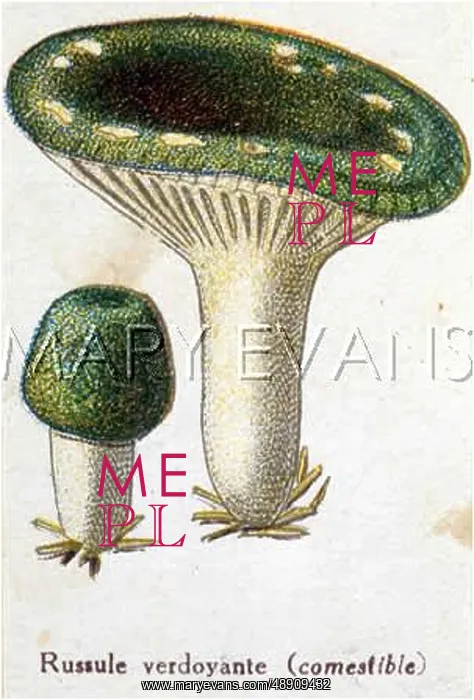  : Funghi. Green Rusula (edible)