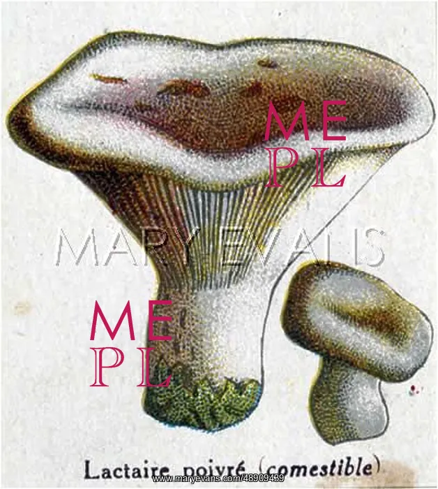  : Funghi. Milk Pepper (edible)