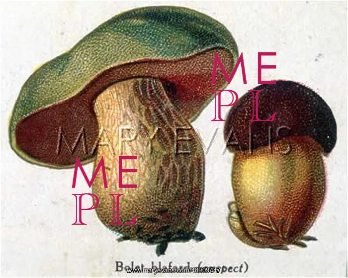  : Funghi. Pale Boletus (suspect)