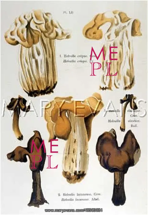 : Funghi. HELVELLA CRISPA HELVELLA ELASTICA HELVELLA LACUNOSA (edible) : Funghi. HELVELLA CRISPA HELVELLA ELASTICA HELVELLA LACUNOSA (edible)
