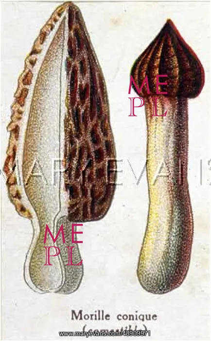  : Funghi. Conical Morchella