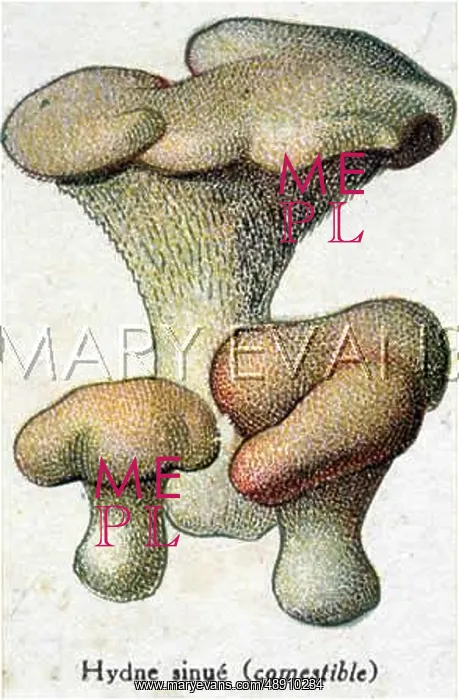  : Funghi. Hydnum species (edible)