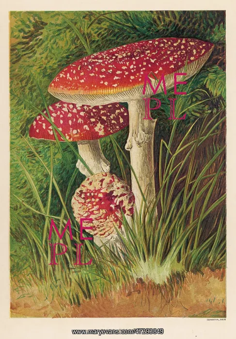  : FUNGHI / AGARICUS