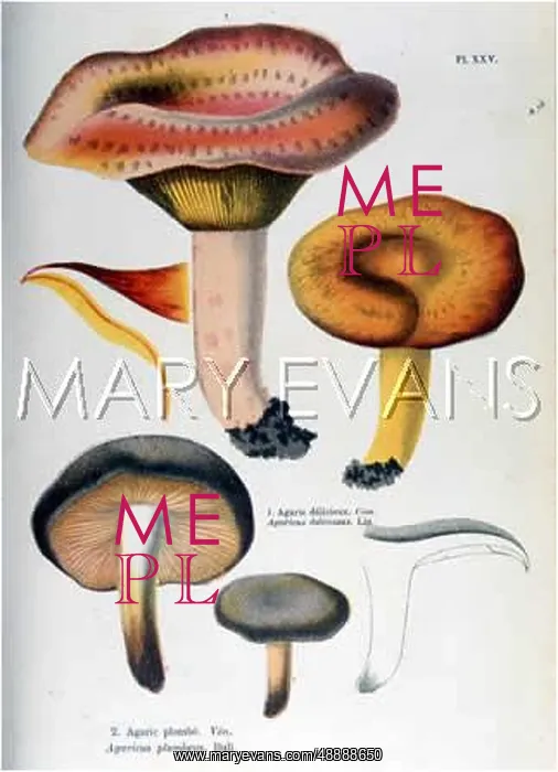 : FUNGHI / CORDIER 25 1876 : FUNGHI / CORDIER 25 1876