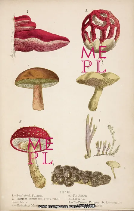 : FUNGHI / MUSHROOMS 1869 : FUNGHI / MUSHROOMS 1869