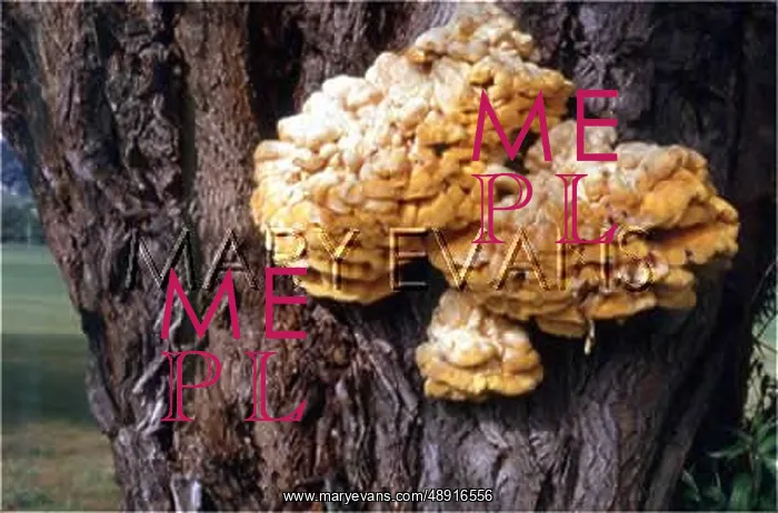  : FUNGHI ON A TREE