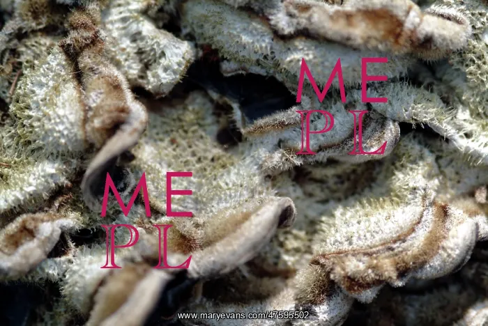 : Fungi in the Wildlife Garden : Fungi in the Wildlife Garden