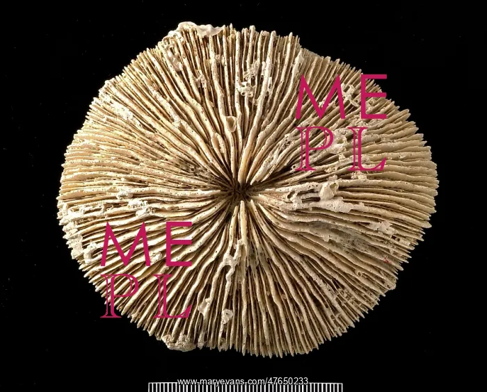 : Fungia, coral : Fungia, coral