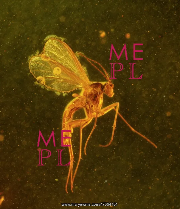 : Fungus gnat in amber : Fungus gnat in amber