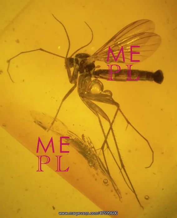 : Fungus gnat in amber : Fungus gnat in amber
