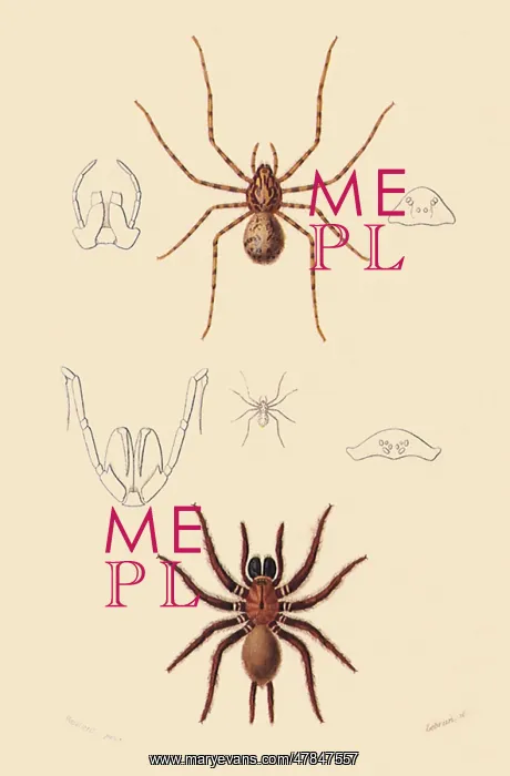 : Funnel Web Mygalomorph and Spitting Spider : Funnel Web Mygalomorph and Spitting Spider