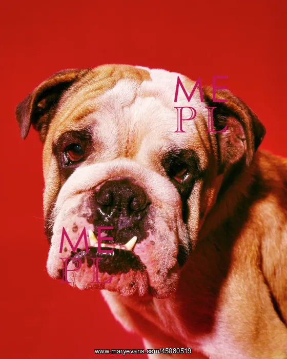 : Funny English Bulldog Looking at Camera Two Bottom : Funny English Bulldog Looking at Camera Two Bottom