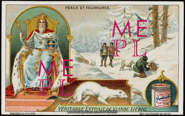 : FUR / ERMINE : FUR / ERMINE