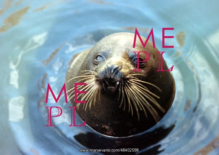 : Fur seal, 1995 : Fur seal, 1995