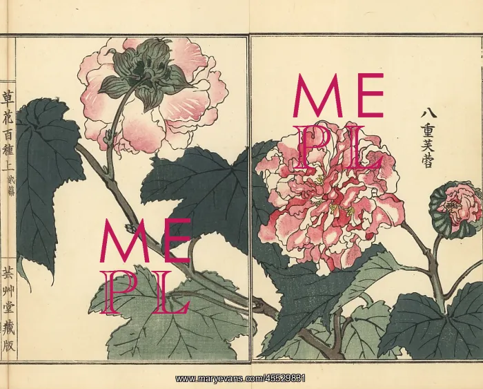 : Fuyou or double-petaled cotton rose, Hibiscus mutabilis : Fuyou or double-petaled cotton rose, Hibiscus mutabilis