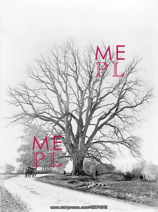 : The Fyfield Elm : The Fyfield Elm