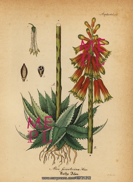 : Fynbos aloe, Aloe succotrina : Fynbos aloe, Aloe succotrina