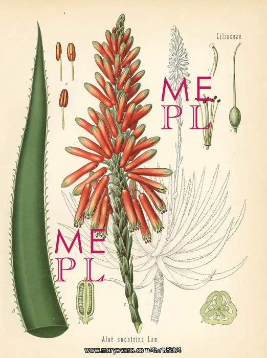 : Fynbos aloe, Aloe succotrina : Fynbos aloe, Aloe succotrina