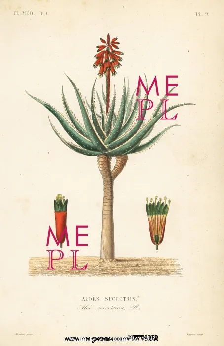 : Fynbos aloe, Aloe succotrina : Fynbos aloe, Aloe succotrina