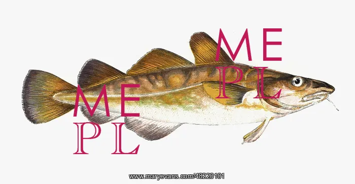 : Gadus callarias, Baltic or Variable Cod : Gadus callarias, Baltic or Variable Cod