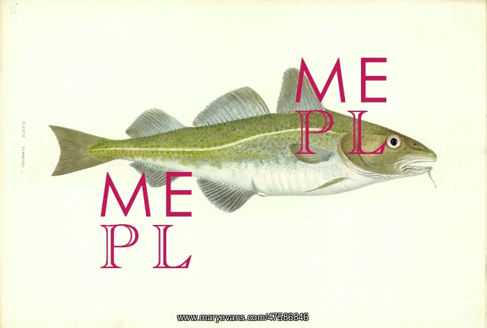 : Gadus morhua, cod : Gadus morhua, cod