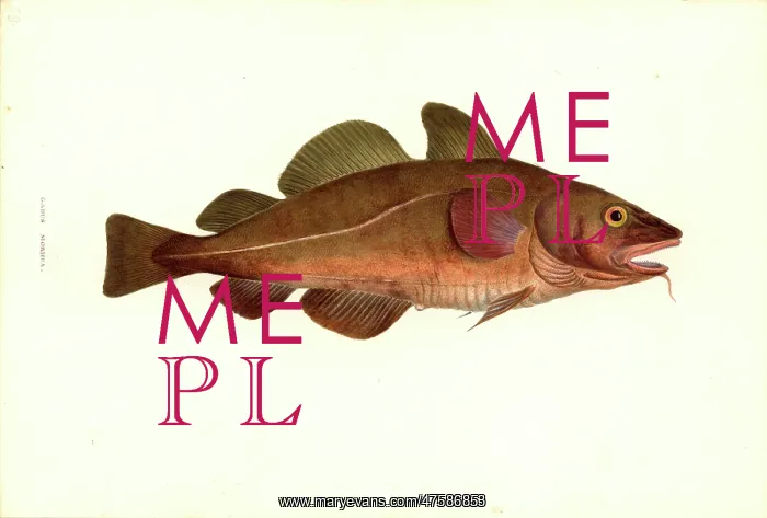 : Gadus morhua, cod : Gadus morhua, cod