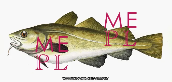 : Gadus morhua, or Cod : Gadus morhua, or Cod