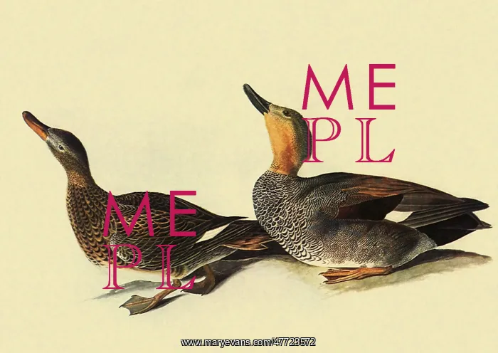 : Gadwall, Anas strepera