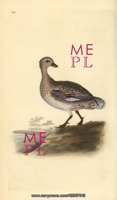 : Gadwall (female), Anas strepera : Gadwall (female), Anas strepera