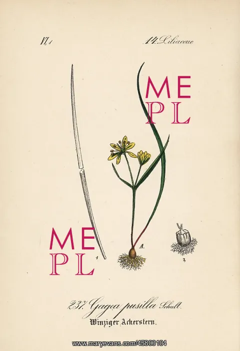  : Gagea pusilla