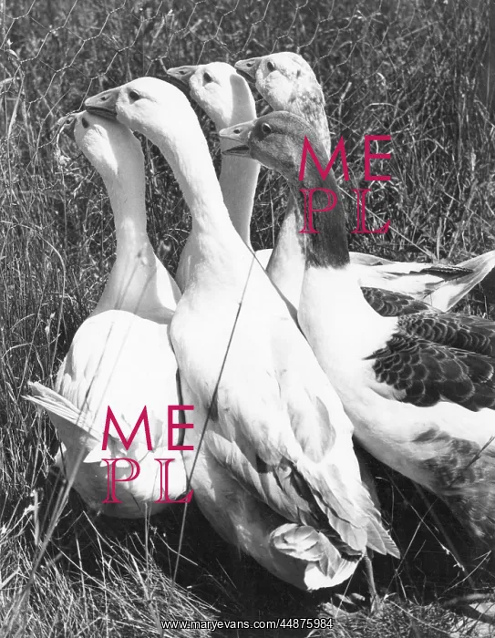  : GAGGLE OF GEESE
