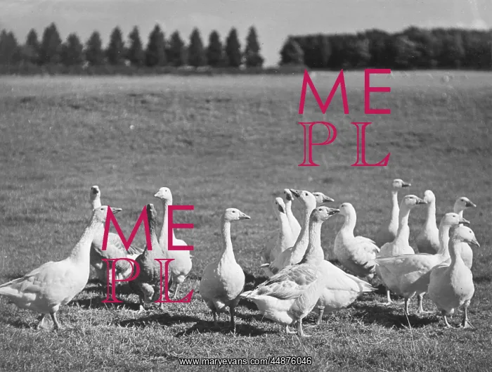  : GAGGLE OF GEESE