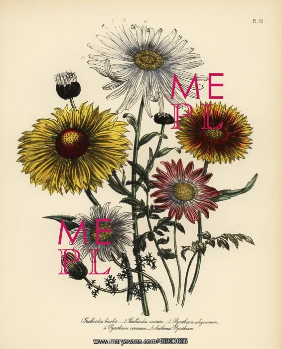 : Gaillardia and Pyrethrum species : Gaillardia and Pyrethrum species