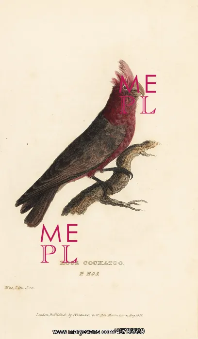 : Galah bird, Eolophus roseicapilla : Galah bird, Eolophus roseicapilla