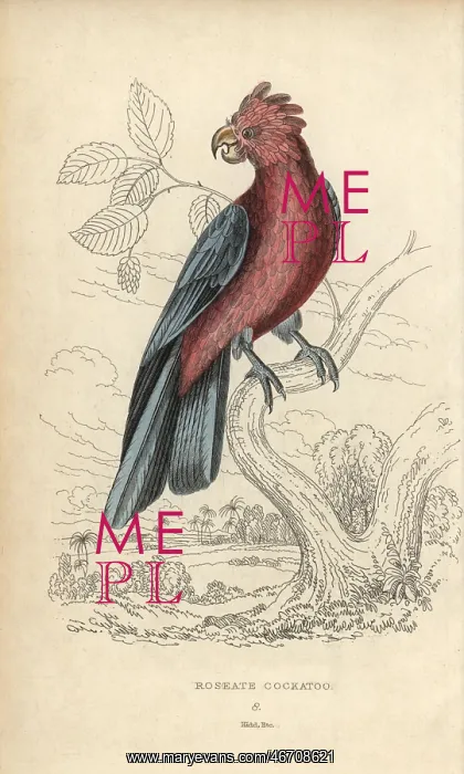 : Galah, Eolophus roseicapilla : Galah, Eolophus roseicapilla