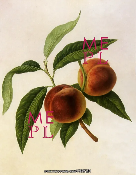  : Galande Peaches