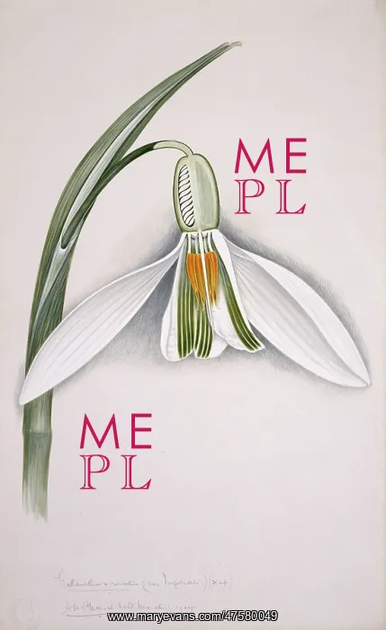 : Galanthus nivalis, snowdrop : Galanthus nivalis, snowdrop