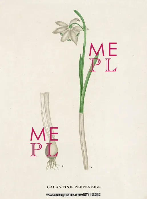 : Galanthus / Snowdrop : Galanthus / Snowdrop