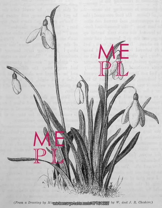  : Galanthus  /  Snowdrop