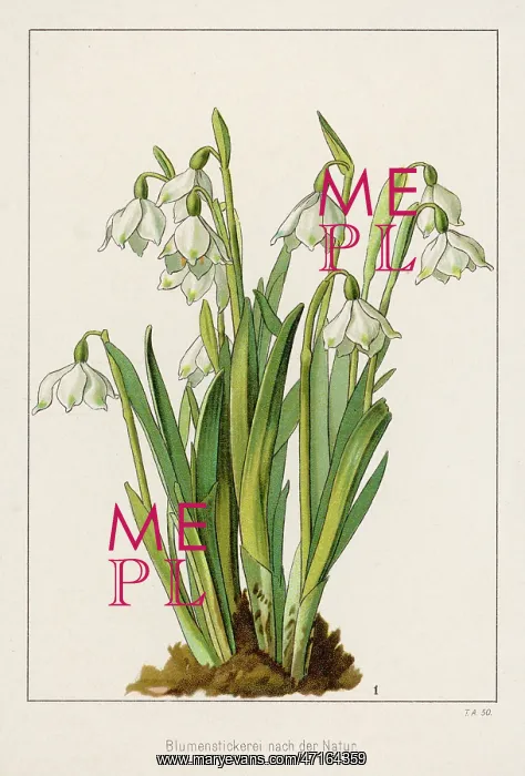 : Galanthus / Snowdrop cluster : Galanthus / Snowdrop cluster