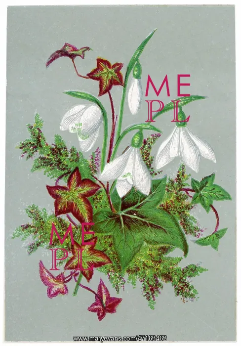 : Galanthus - Snowdrop and Ivy : Galanthus - Snowdrop and Ivy