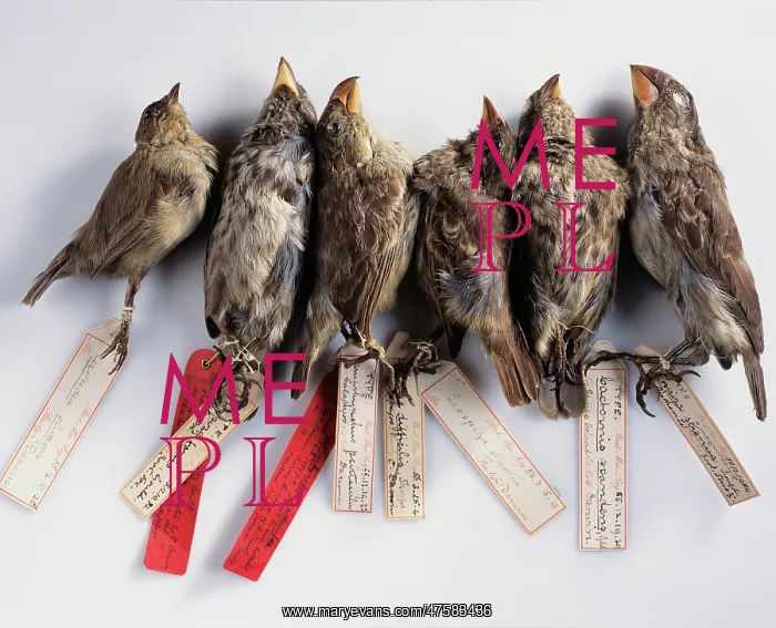 : Galapagos finches : Galapagos finches