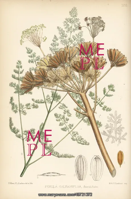 : Galbanum, Ferula gummosa : Galbanum, Ferula gummosa