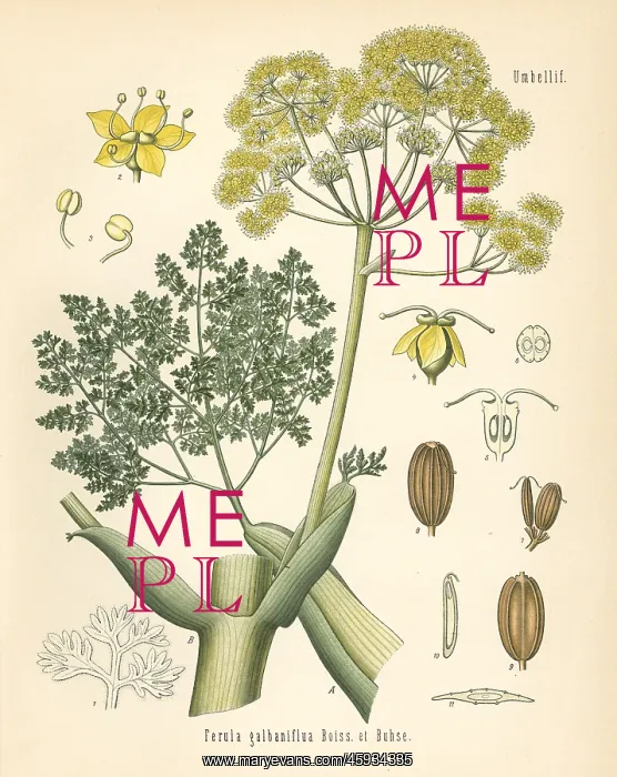 : Galbanum, Ferula gummosa : Galbanum, Ferula gummosa