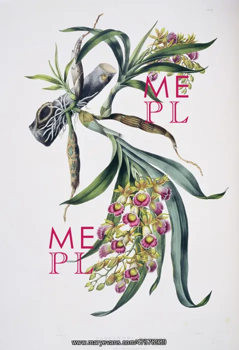 : Galeandra baueri, orchid : Galeandra baueri, orchid