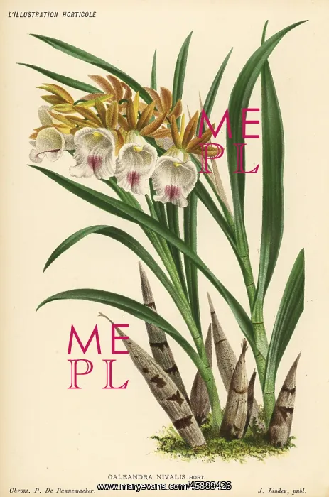 : Galeandra nivalis orchid : Galeandra nivalis orchid