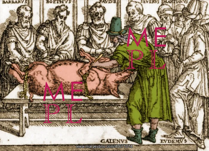 : Galen Dissecting Pig : Galen Dissecting Pig